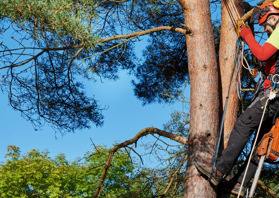 Tree service project by IMB Tree Service, LLC in Cambria, PA