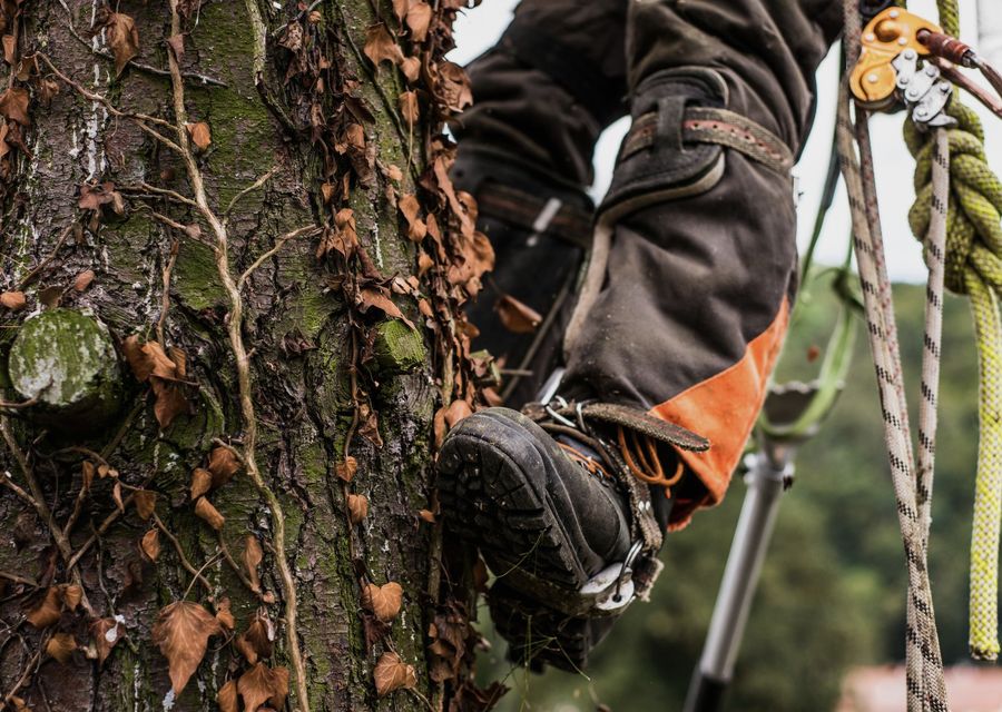 Tree service project by RB Tree Service in Glenview, IL