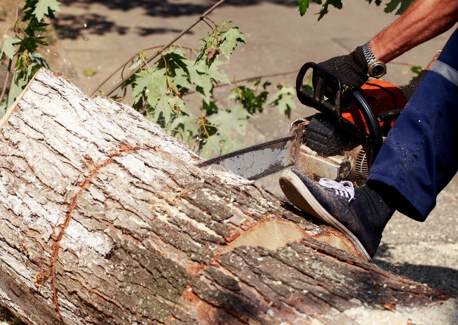 Tree service project by Amoroso Tree Service Inc in Beecher, IL