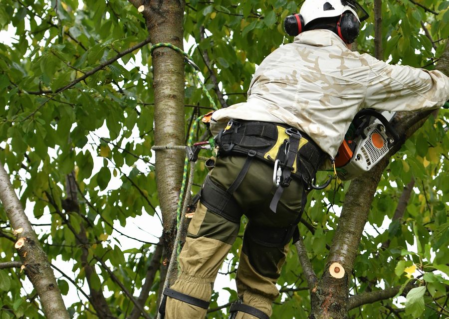 Tree service project by Tree Of Life Trimming Services in Bertram, TX