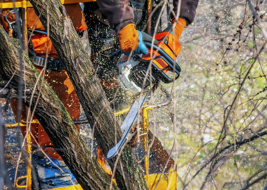 Tree service project by AMG Lawn & Tree Services Inc in Villa Park, CA