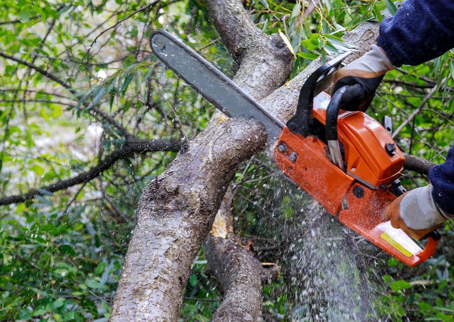 Tree service project by Tree Removal in Berkeley, IL