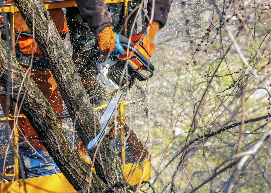 Tree service project by Majestic Tree Service in Clymer, PA