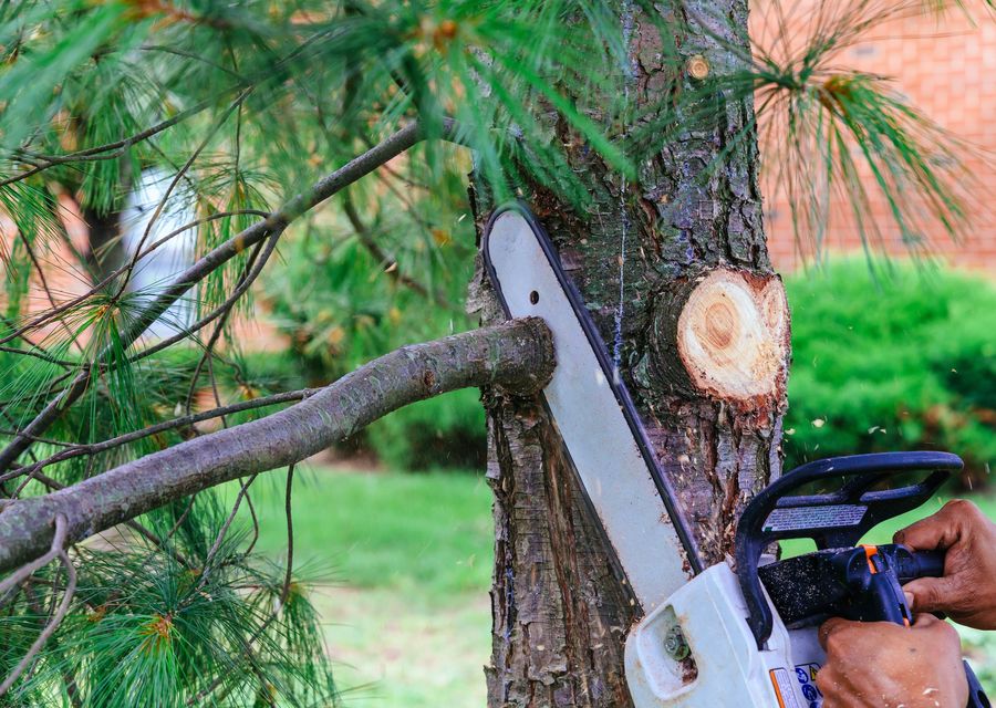 Tree service project by Specialized Tree Care in Pelion, SC