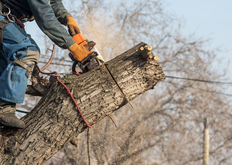 Tree service project by Chris's Lawn Service LLC in DeLand, FL
