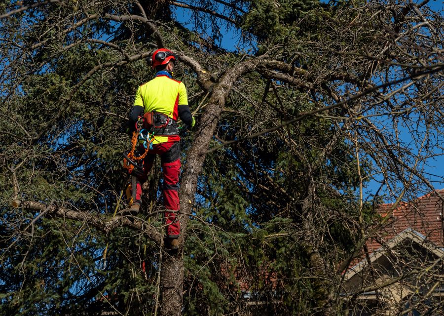 Tree service project by Arborist Now in North Union, PA
