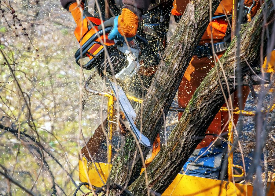 Tree service project by Anthony Tree Care in Towamencin, PA
