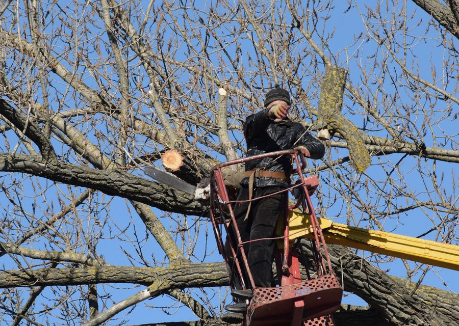 Tree service project by JNP Tree Removal LLC in Oak Brook, IL