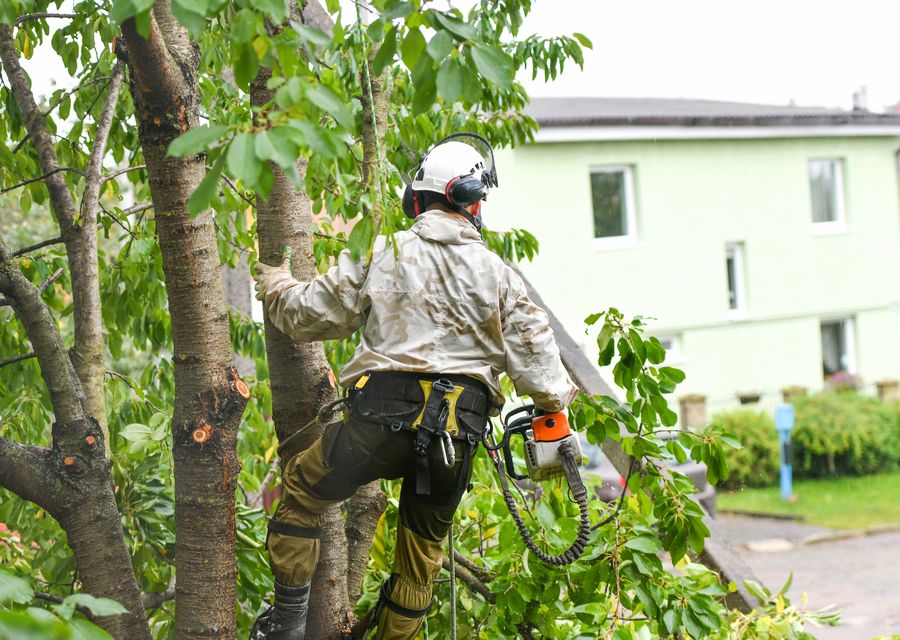 Tree service project by Landscaping Landscaping in Downers Grove, IL