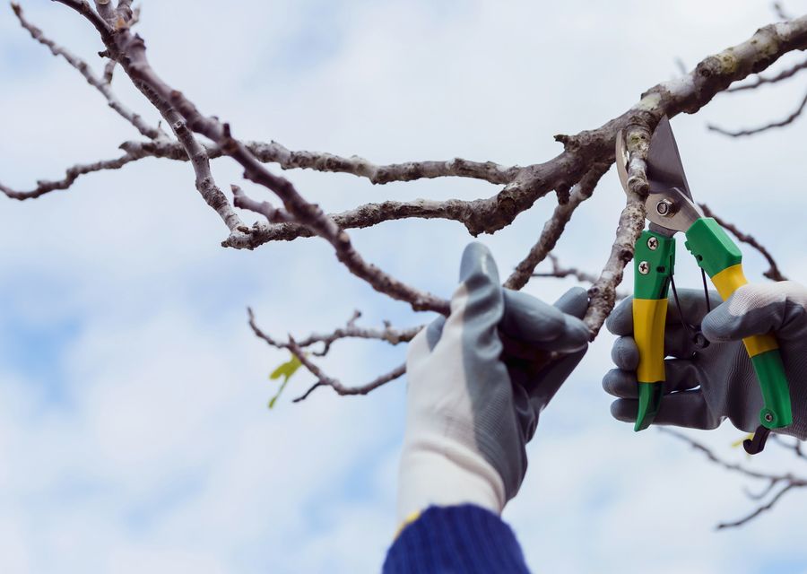 Tree service project by Traditional Tree Service in Lansing, IL