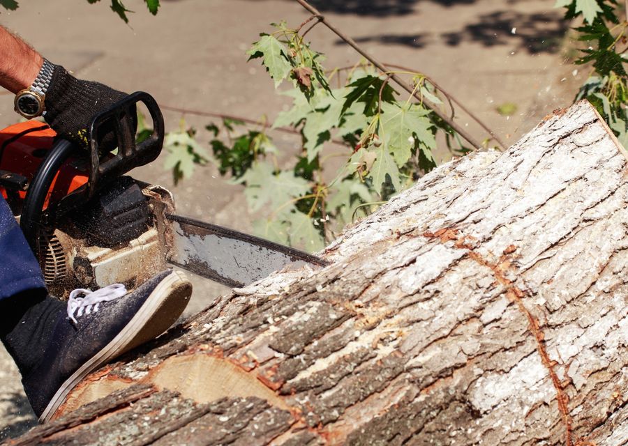 Tree service project by SteelBranch Tree service in Plainfield, IL