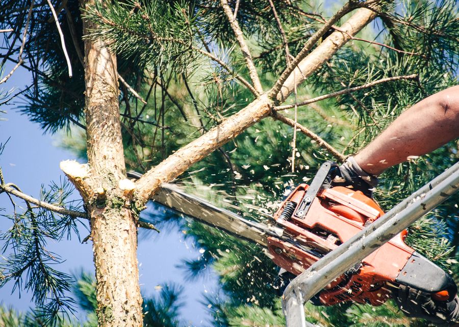 Tree service project by First Choice Tree Service Corp in Gainesville, GA