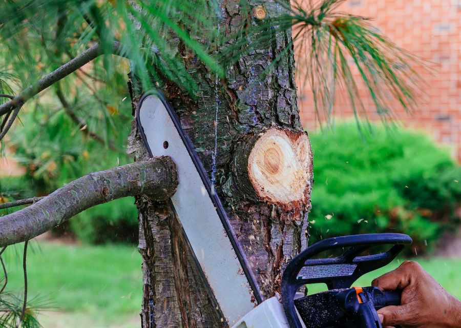 Tree service project by M & A Tree Service in Gretna, NE