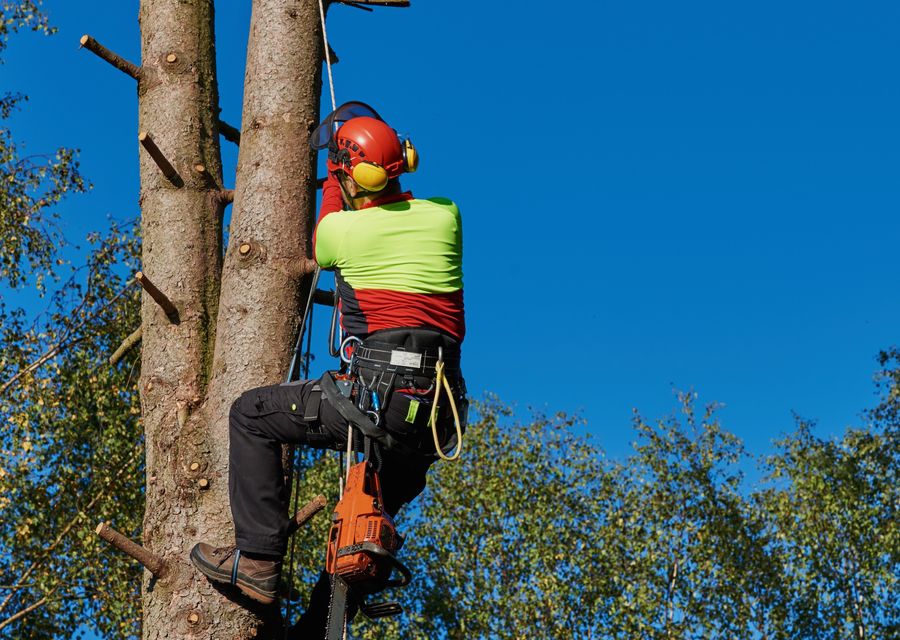 Tree service project by J.B'S Tree Service in Stone Mountain, GA