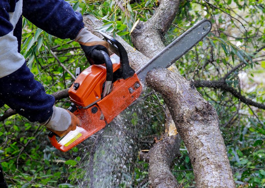 Tree service project by Tree Express in Fort Worth, TX