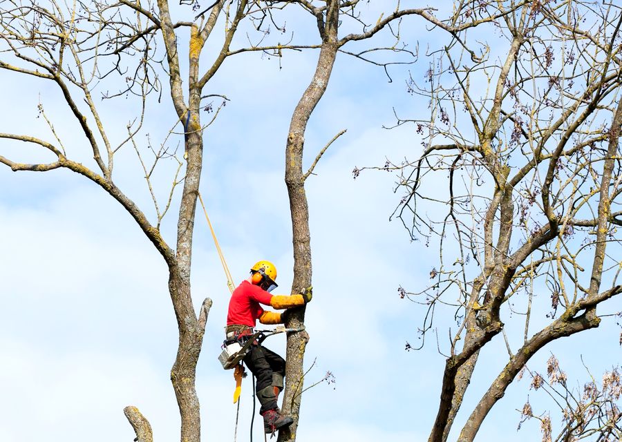 Tree service project by Harder Tree and Landscape Service in Cumming, GA