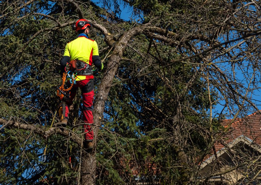 Tree service project by Elite Tree Removal in Kittery, ME