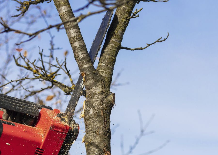 Tree service project by Hampton Turf and Tree Care in Duluth, GA