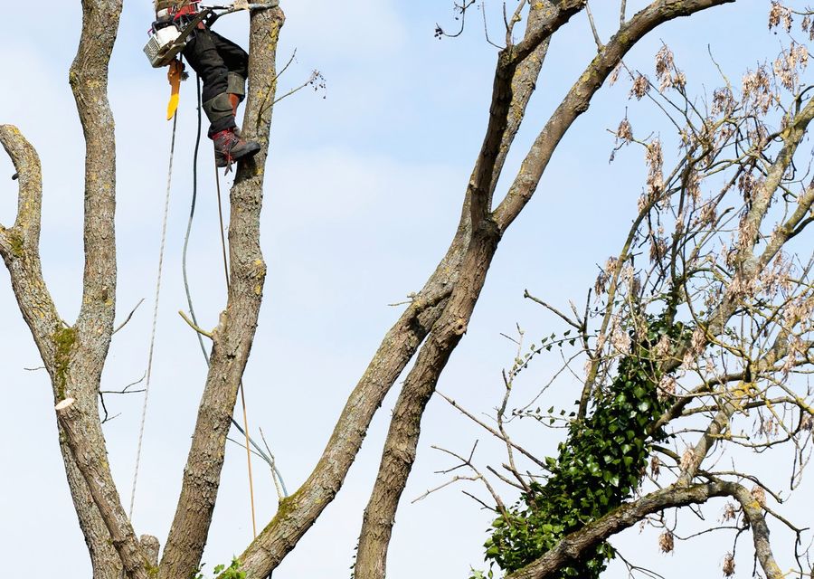 Tree service project by All Metro Stump Removal in East Earl, PA