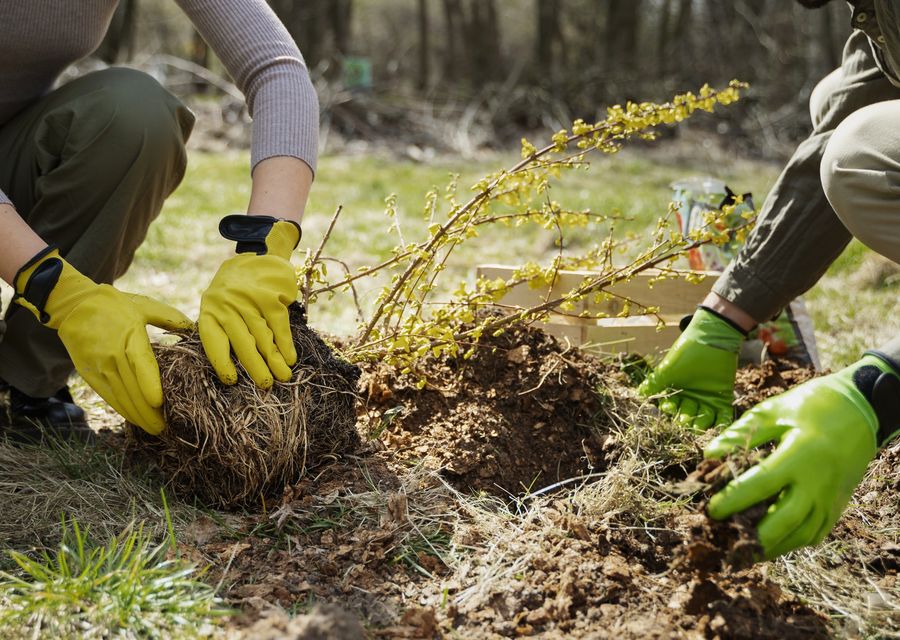 Tree service project by Local Tree Experts in Bridgeview, IL