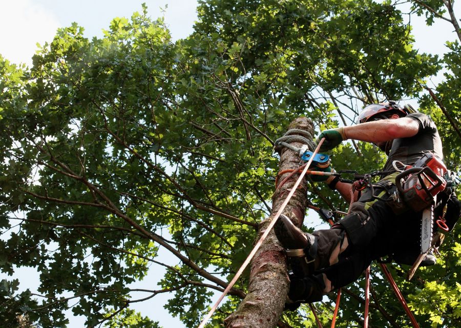 Tree service project by M&C Lawn and Tree Service LLC in Fremont, NE
