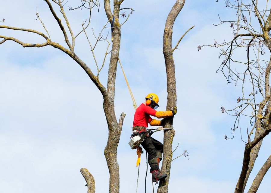 Tree service project by Complete Tree Care in Hatboro, PA