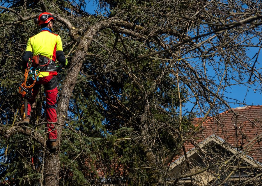 Tree service project by Lion Tree Service INC in Northbrook, IL