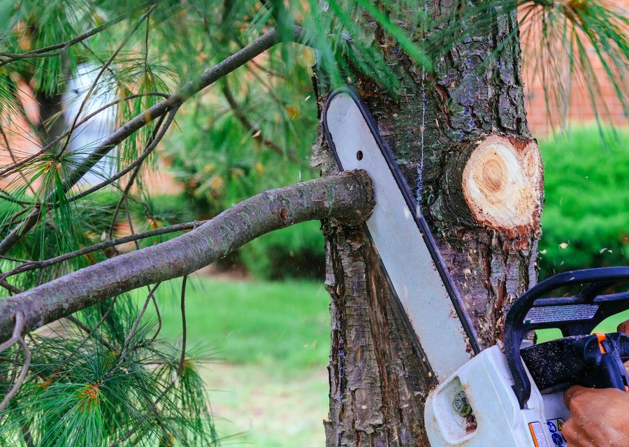Tree service project by SH General Landscapes LLC in Montgomery, PA
