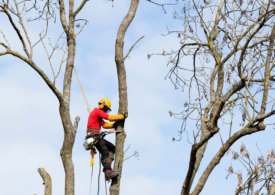 Tree service project by Francis Tree Service LLC in Hendersonville, NC