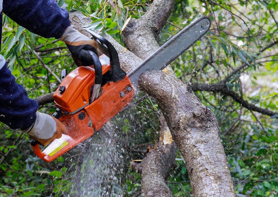 Tree service project by New Leaf Tree Service in Red Hill, PA