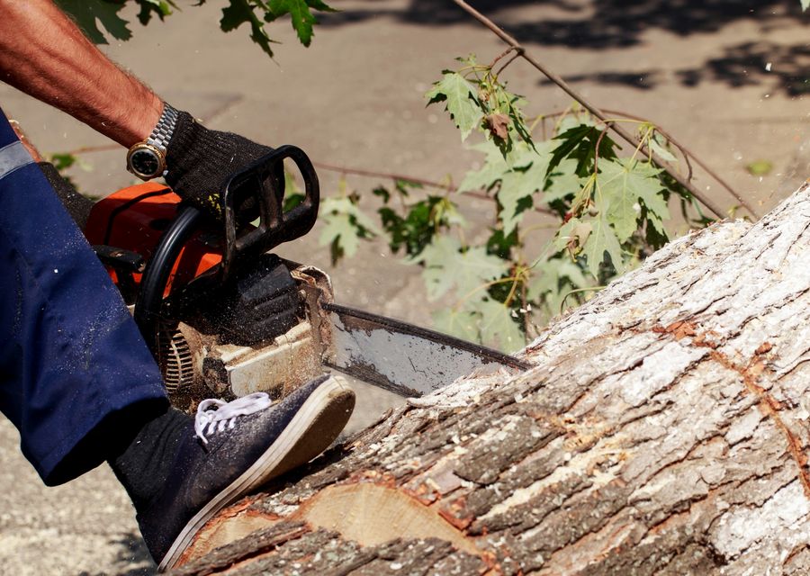 Tree service project by Preservation Tree Care Inc in Clover, SC