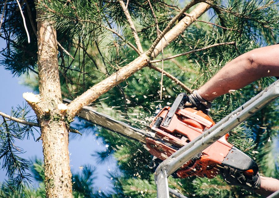 Tree service project by Bergenfield Tree Service in Justice, IL
