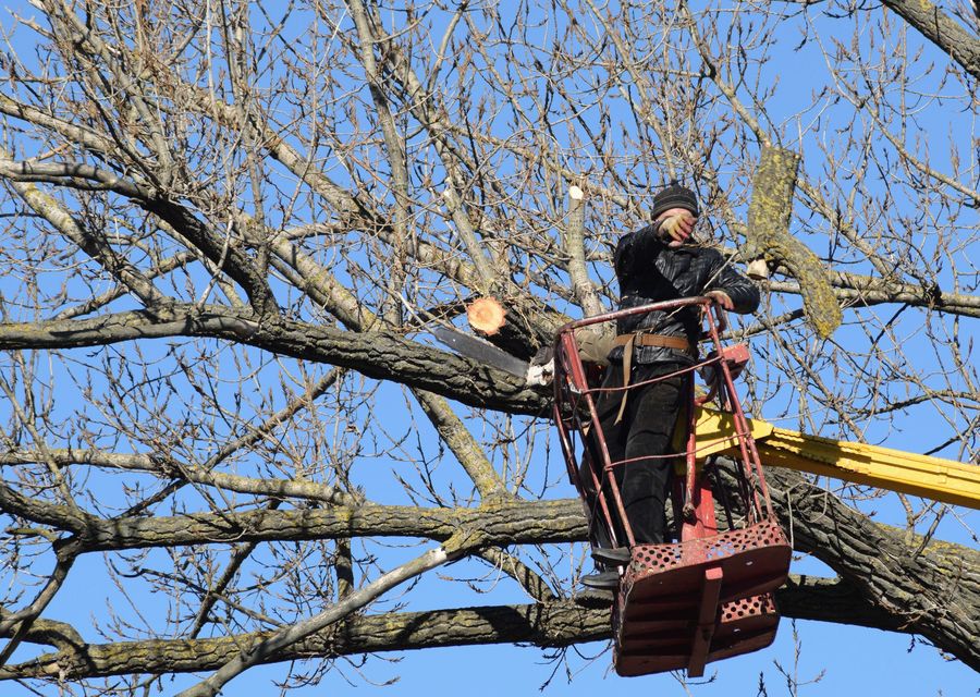 Tree service project by E&R Tree Service in Sanford, ME