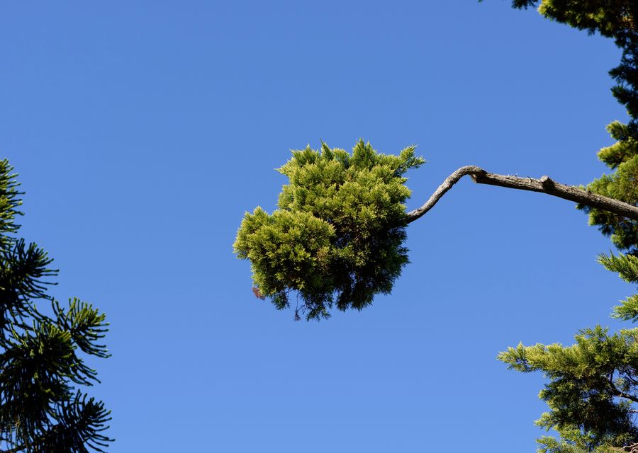 Tree service project by McCabe's Tree Experts in Ashland, NE