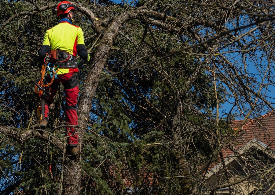 Tree service project by TD's Tree Service in Oak Forest, IL