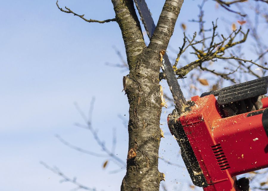 Tree service project by Environmental Tree Care LLC in Hooversville, PA