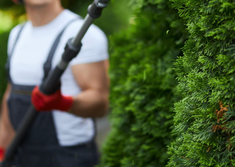 Tree service project by Ultimate Tree Service in Apollo, PA