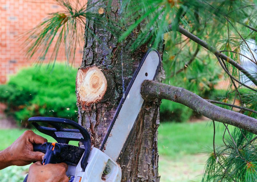 Tree service project by Premium Tree Service in Bluffton, SC