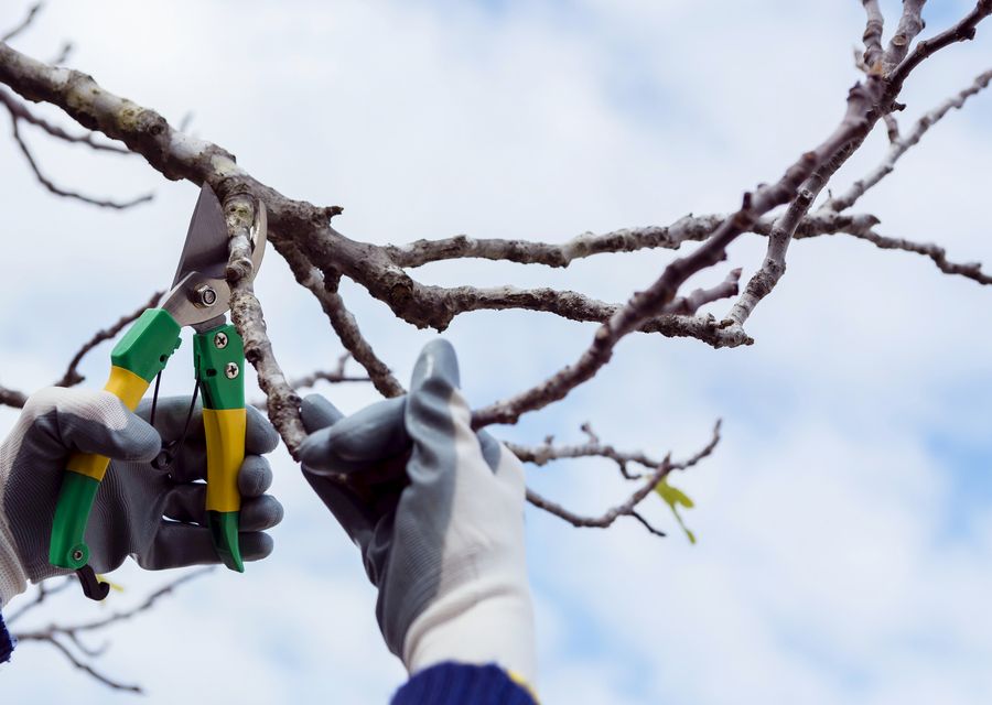 Tree service project by Franco's Tree Service in Asheville, NC