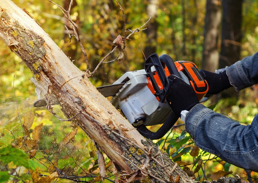 Tree service project by McGee's Trees Tree Service, LLC in Adams, PA