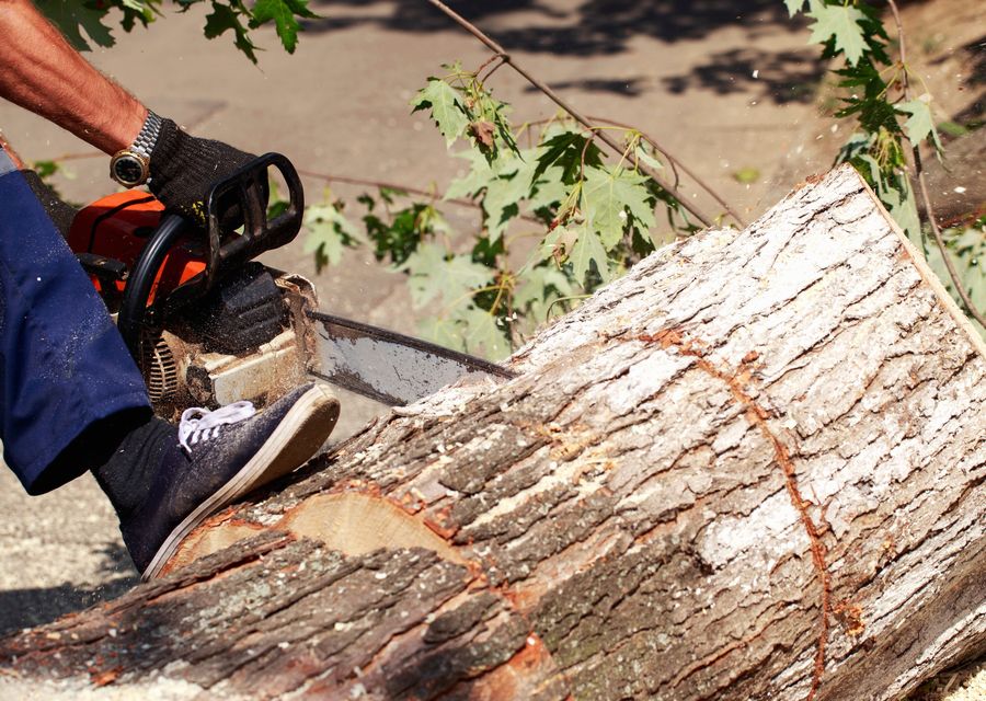 Tree service project by Taylor Tree Removal Company in Marble Falls, TX