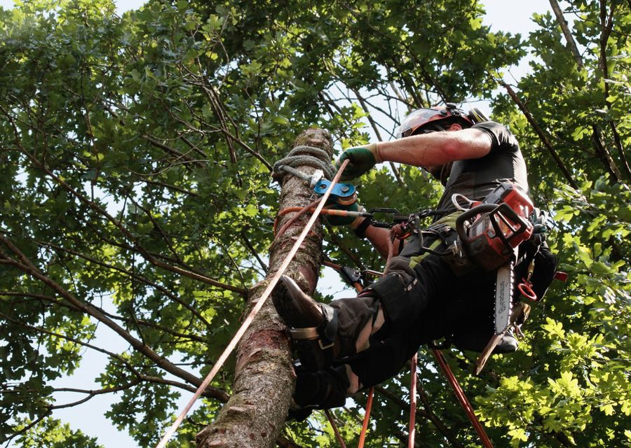 Tree service project by Cheap Charlie's Tree Service in Patrick Air Force Base, FL