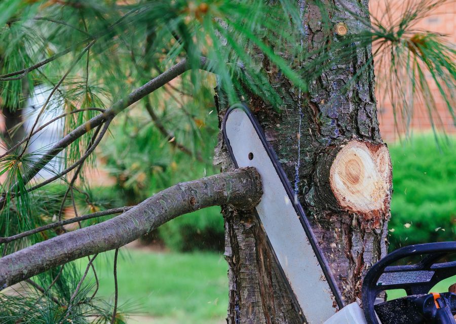 Tree service project by Premier Stump Grinding in Penn, PA