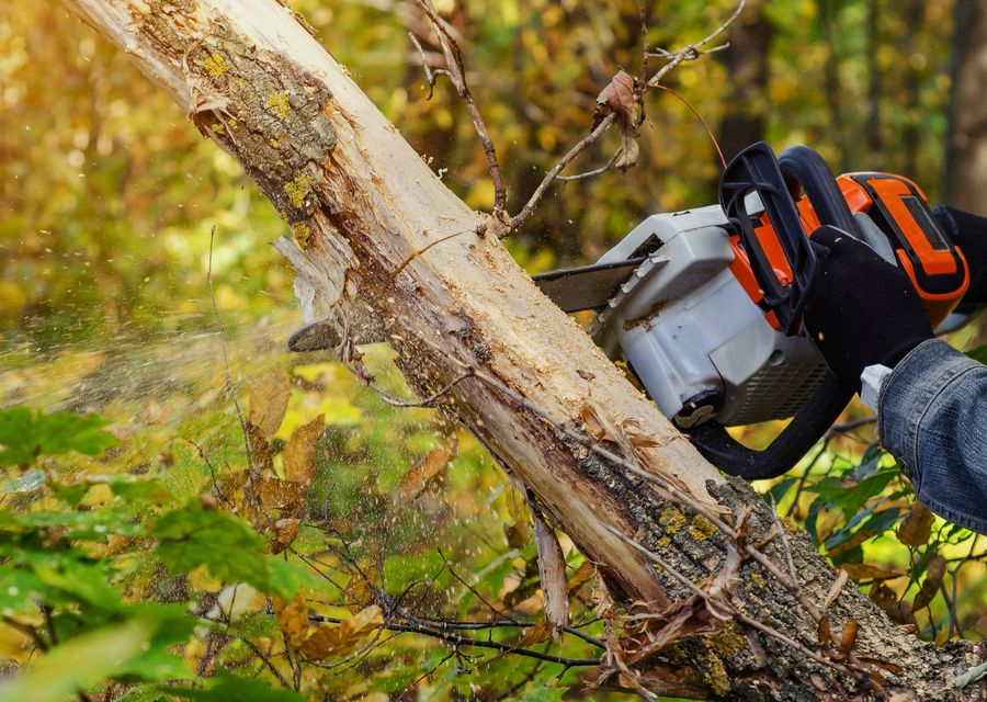 Tree service project by Falkinburg Tree Expert Co. in North Berwick, ME