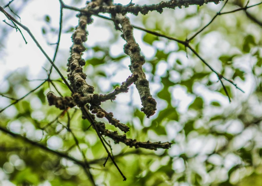 Tree service project by Grealish Tree Service in Dacula, GA