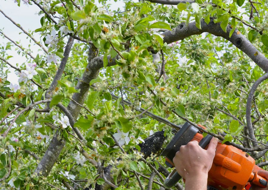 Tree service project by Corona Tree Service LLC in Whiting, IN