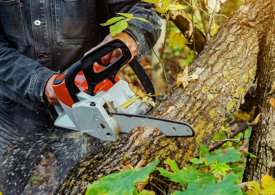 Tree service project by Paradise Tree Services and Landscaping in Belfast, PA