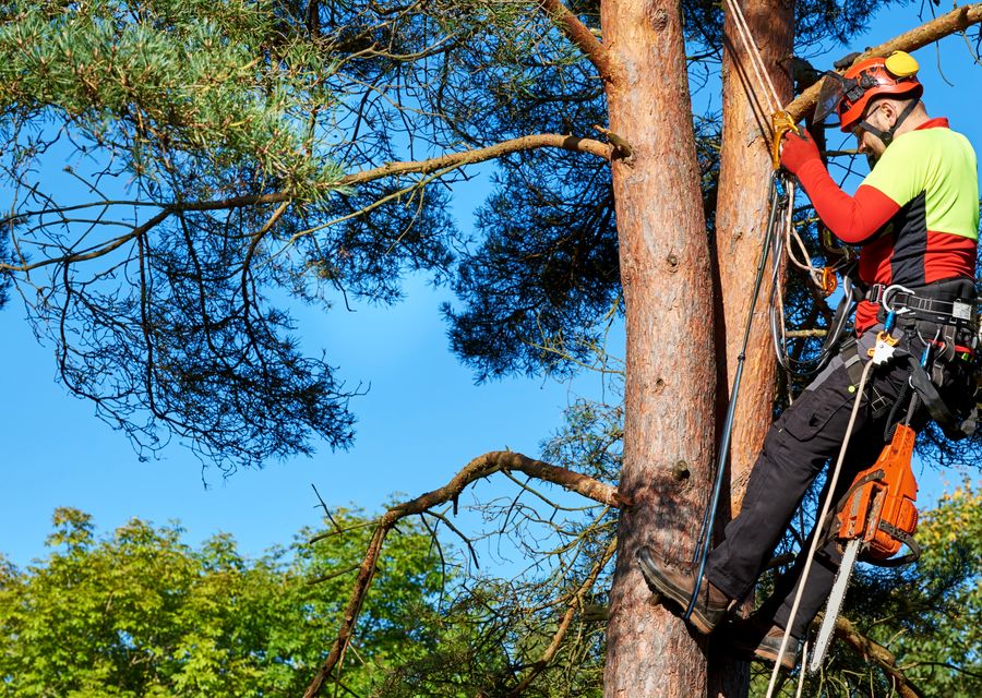 Tree service project by E and R Tree Services in Cape Canaveral, FL