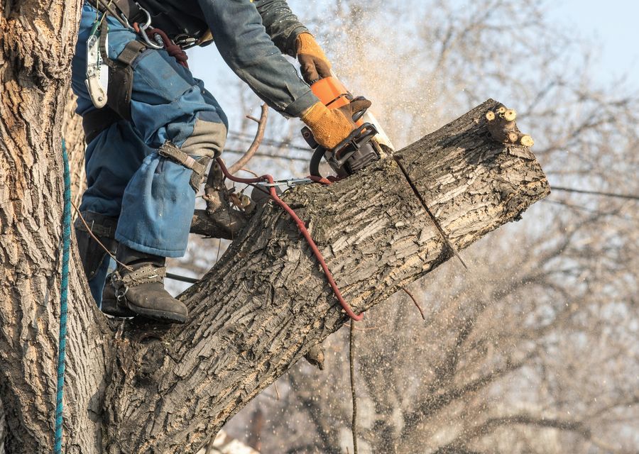 Tree service project by True Tree Service in Derby Center, VT