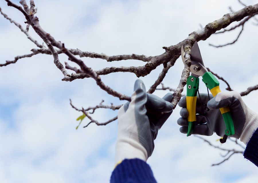 Tree service project by O'Brother Tree Service LLC in Somersworth, NH